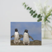 Rockhopper Penguins Eudyptes chrysocome Postkarte (Stehend Vorderseite)