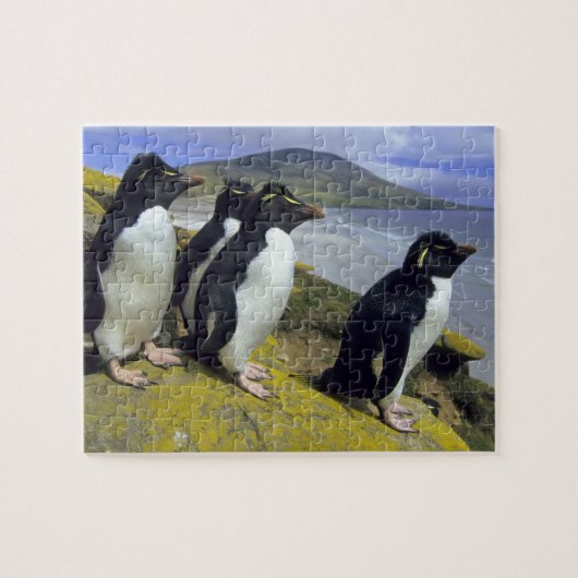 Rockhopper Penguins (Eudyptes chrysocome), Puzzle (Horizontal)
