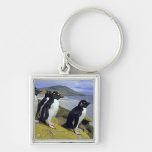 Rockhopper Penguins (Eudyptes chrysocome), Schlüsselanhänger