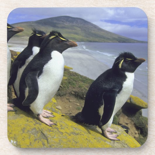 Rockhopper Penguins (Eudyptes chrysocome), Untersetzer (Vorderseite)