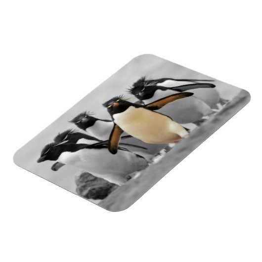 Rockhopper Penguins Magnet (Linke Seite)