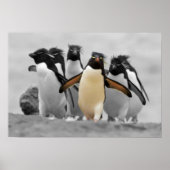 Rockhopper Penguins Poster (Vorne)