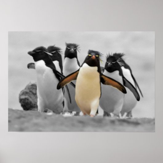 Rockhopper Penguins Poster (Vorne)