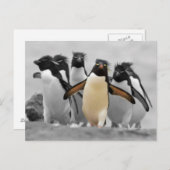 Rockhopper Penguins Postkarte (Vorne/Hinten)