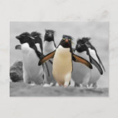 Rockhopper Penguins Postkarte (Vorderseite)