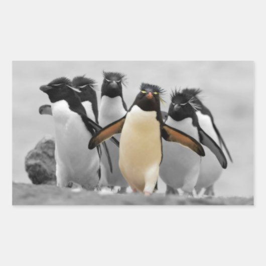 Rockhopper Penguins Rechteckiger Aufkleber (Vorderseite)