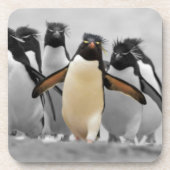 Rockhopper Penguins Untersetzer (Vorderseite)
