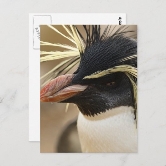 Rockhopper Pinguin-Postkarte Postkarte (Vorne/Hinten)