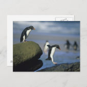 Rockhopper Pinguine, Eudyptes chrysocome), Postkarte (Vorne/Hinten)