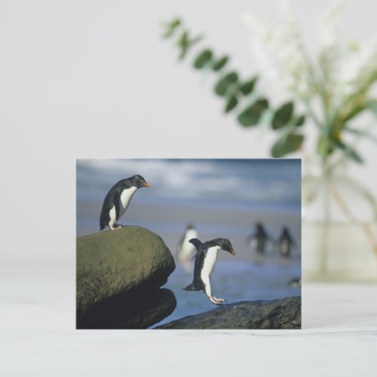 Rockhopper Pinguine, Eudyptes chrysocome), Postkarte (Stehend Vorderseite)