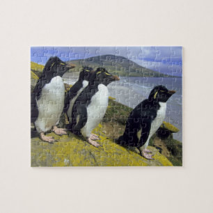 Rockhopper-Pinguine, (Eudyptes chrysocome), Puzzle