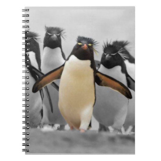 Rockhopper Pinguine Notizblock (Vorderseite)