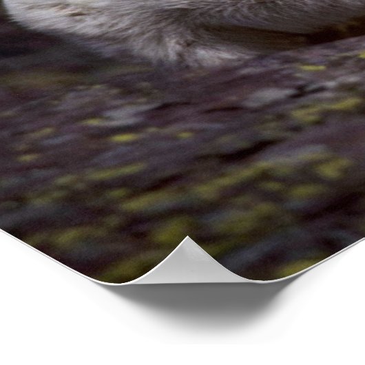 Rocky-Bergziege (Grosses Männchen) Poster (Ecke)