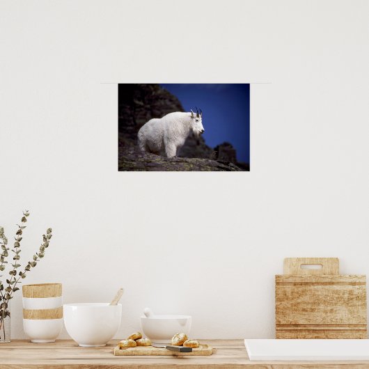 Rocky-Bergziege (Grosses Männchen) Poster (Küche)