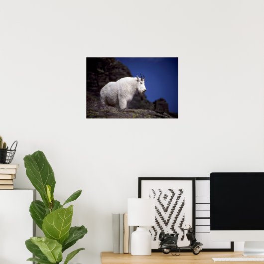 Rocky-Bergziege (Grosses Männchen) Poster (Heimbüro)