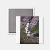 Rocky-Bergziege Magnet (Vorderseite/Rückseite)