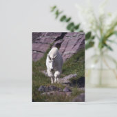 Rocky-Bergziege Postkarte (Stehend Vorderseite)