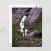 Rocky-Bergziege Postkarte (Vorne/Hinten)