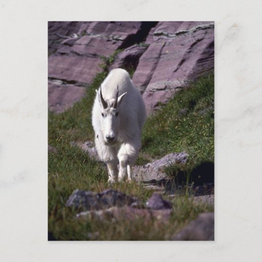 Rocky-Bergziege Postkarte (Vorderseite)