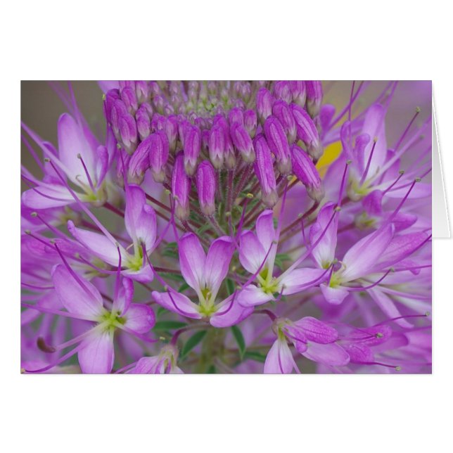 Rocky Mountain Bee Pflanze (Vorderseite (Horizontal))