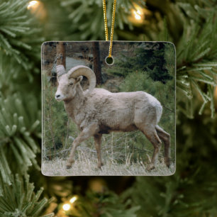 Rocky Mountain Big Horn Sheep Keramik Ornament