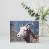 Rocky Mountain Big Horn Sheep Postkarte (Stehend Vorderseite)