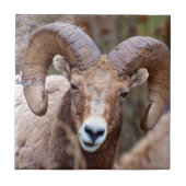Rocky Mountain Bighorn Sheep Fliese (Vorderseite)