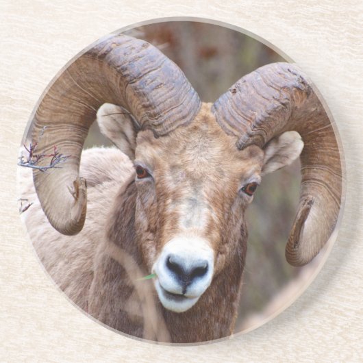 Rocky Mountain Bighorn Sheep Getränkeuntersetzer (Vorne)