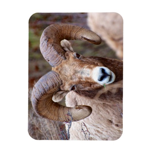 Rocky Mountain Bighorn Sheep Magnet (Vertikal)