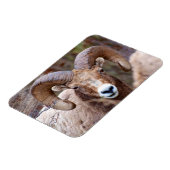 Rocky Mountain Bighorn Sheep Magnet (Linke Seite)