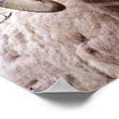 Rocky Mountain Bighorn Sheep Poster (Ecke)