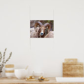 Rocky Mountain Bighorn Sheep Poster (Küche)