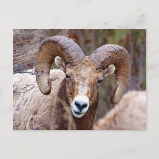 Rocky Mountain Bighorn Sheep Postkarte (Vorderseite)