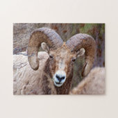 Rocky Mountain Bighorn Sheep Puzzle (Horizontal)