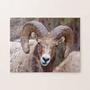 Rocky Mountain Bighorn Sheep Puzzle
