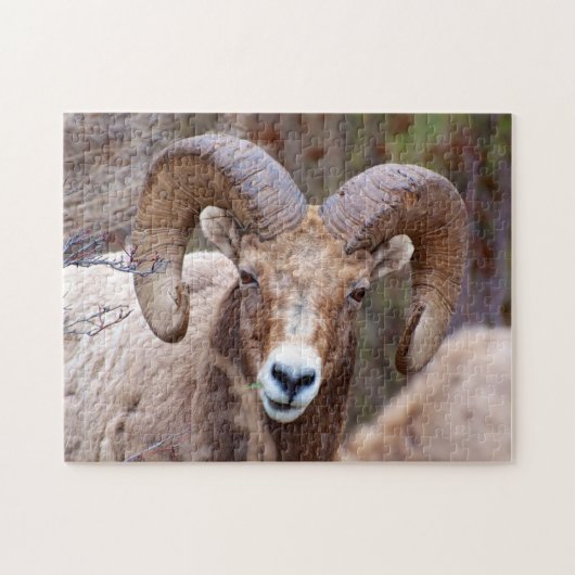Rocky Mountain Bighorn Sheep Puzzle (Horizontal)