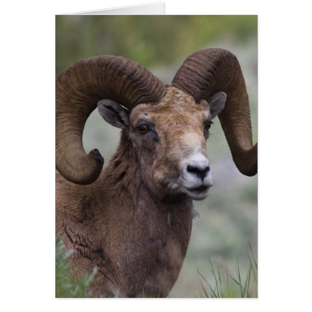 Rocky Mountain Bighorn Sheep Ram (Vorne)