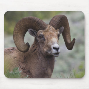 Rocky Mountain Bighorn Sheep Ram 1 Mousepad