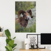 Rocky Mountain Bighorn Sheep Ram 1 Poster (Heimbüro)