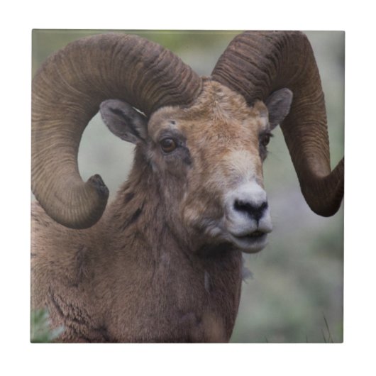 Rocky Mountain Bighorn Sheep Ram Fliese (Vorderseite)