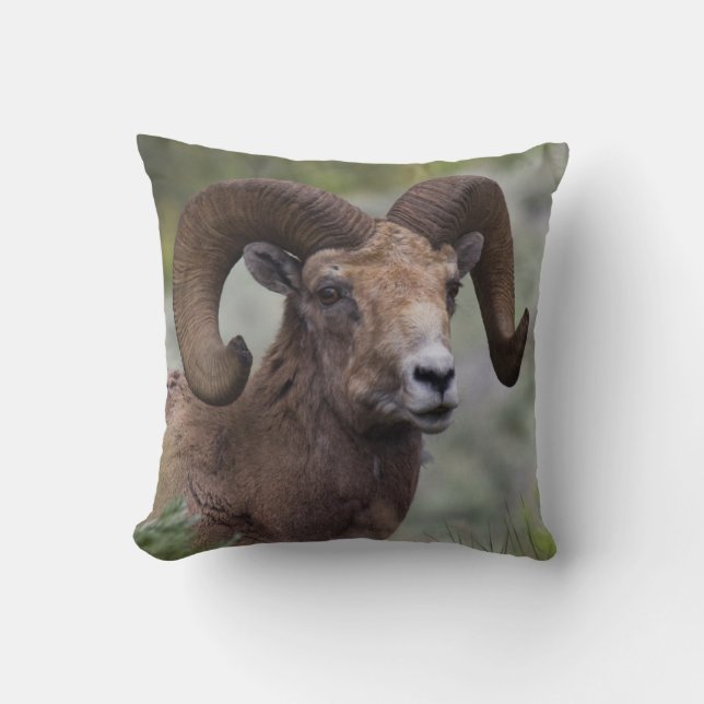 Rocky Mountain Bighorn Sheep Ram Kissen (Vorderseite)