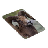 Rocky Mountain Bighorn Sheep Ram Magnet (Rechte Seite)