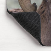 Rocky Mountain Bighorn Sheep Ram Mousepad (Ecke)