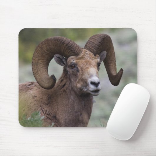 Rocky Mountain Bighorn Sheep Ram Mousepad (Mit Mouse)