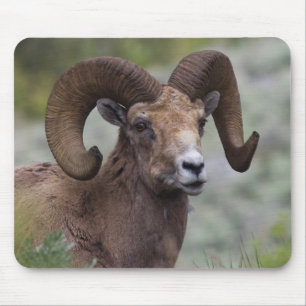 Rocky Mountain Bighorn Sheep Ram Mousepad
