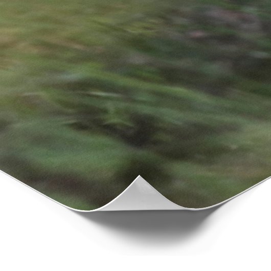 Rocky Mountain Bighorn Sheep Ram Poster (Ecke)