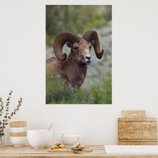 Rocky Mountain Bighorn Sheep Ram Poster (Küche)