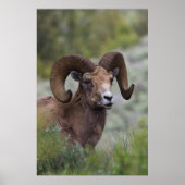 Rocky Mountain Bighorn Sheep Ram Poster (Vorne)