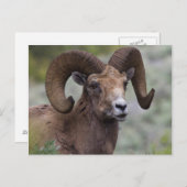 Rocky Mountain Bighorn Sheep Ram Postkarte (Vorne/Hinten)