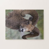 Rocky Mountain Bighorn Sheep Ram Puzzle (Horizontal)